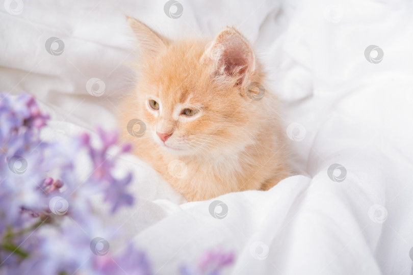 Скачать Милый рыжий котенок и розовые цветы на белом одеяле. Поздравительная открытка с женским днем, днем рождения, днем матери фотосток Ozero