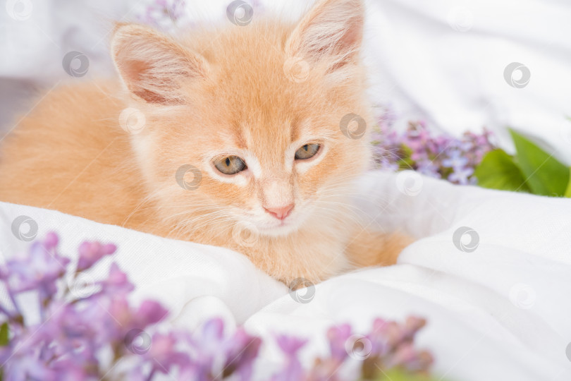 Скачать Милый рыжий котенок и розовые цветы на белом одеяле. Поздравительная открытка с женским днем, днем рождения, днем матери фотосток Ozero
