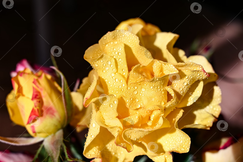 Скачать Цветок желтой розы в летнем саду. Желтые розы с небольшой глубиной резкости. Прекрасная роза в лучах солнца. Желтая садовая роза на кусте в летнем саду. Цветочный куст фотосток Ozero
