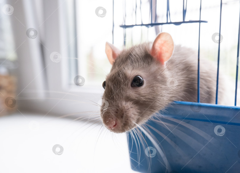 Скачать Домашняя крыса Дамбо, белая, высунулась из открытой клетки и смотрит фотосток Ozero