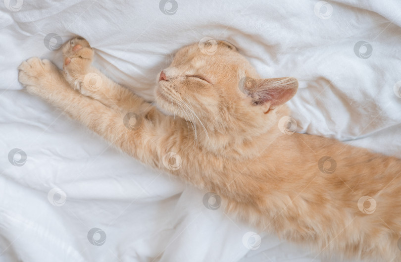 Скачать Рыжий кот спит на белом одеяле, концепция уютного дома и отдыха, милый рыжий или рыжеватый котенок. фотосток Ozero