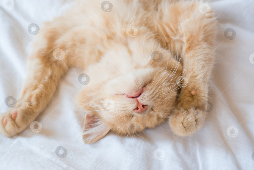 Скачать Крупный план спящего рыжего котенка в постели. Рыжий кот на белом одеяле. Спокойное и счастливое утро. фотосток Ozero