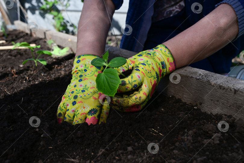 Скачать женские руки в перчатках пересаживают рассаду огурцов, помидоров из горшка в грунт, весенние работы в саду, концепция эко-продуктов фотосток Ozero