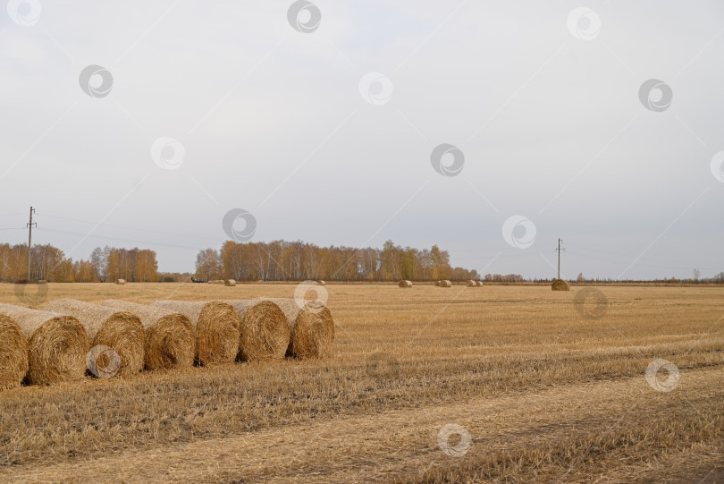 Скачать дорога в осенний лес, осенние листья крупным планом фотосток Ozero