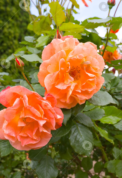 Скачать Цветы оранжевой розы распускаются бок о бок фотосток Ozero