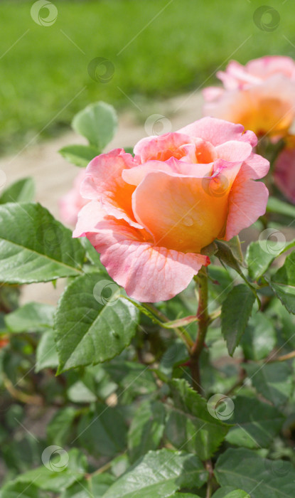 Скачать Нежные персиковые розы в саду. Оранжевая роза в саду. Концепция сада. фотосток Ozero
