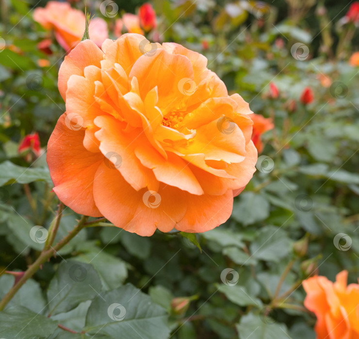 Скачать Цветы оранжевой розы распускаются бок о бок фотосток Ozero