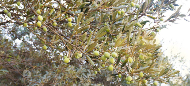 Скачать зеленые оливки растут на ветке оливкового дерева в саду. избирательный подход. фотосток Ozero