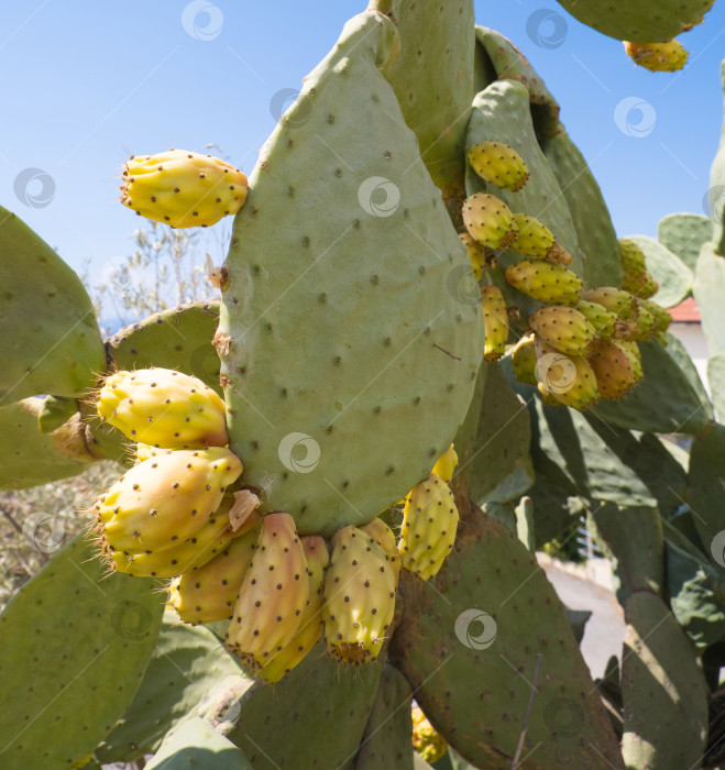 Скачать Опунции на кактусовом растении фотосток Ozero