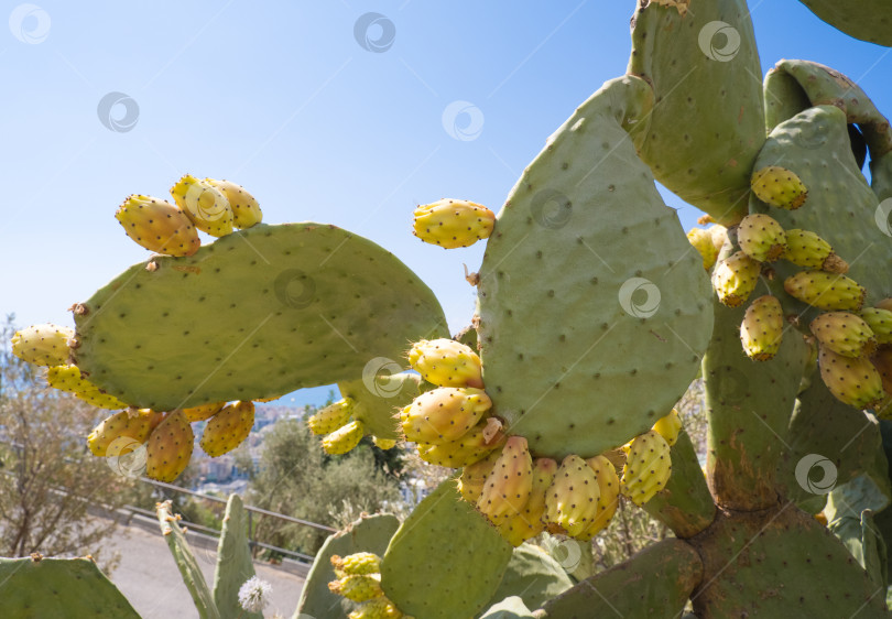Скачать Опунции на кактусовом растении фотосток Ozero