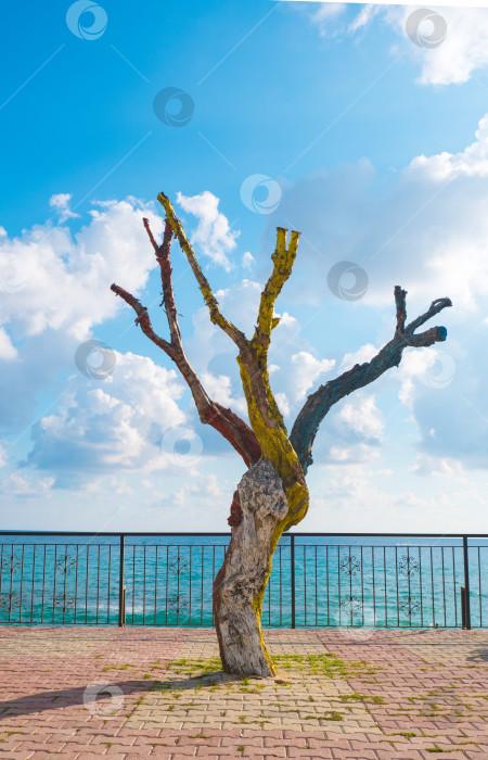 Скачать сухое дерево, раскрашенное яркими красками на набережной турецкой Аланьи. Декор на улице. фотосток Ozero