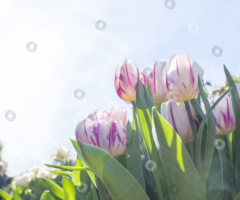 Скачать Красивые розовые и белые тюльпаны на фоне бледно-голубого неба. Весна. Цветочный фон. Выборочный фокус. Место для текста фотосток Ozero