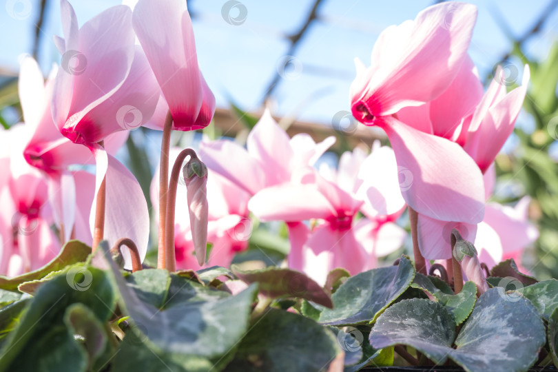 Скачать цветущее комнатное растение розовый цикломен крупным планом в теплице фотосток Ozero