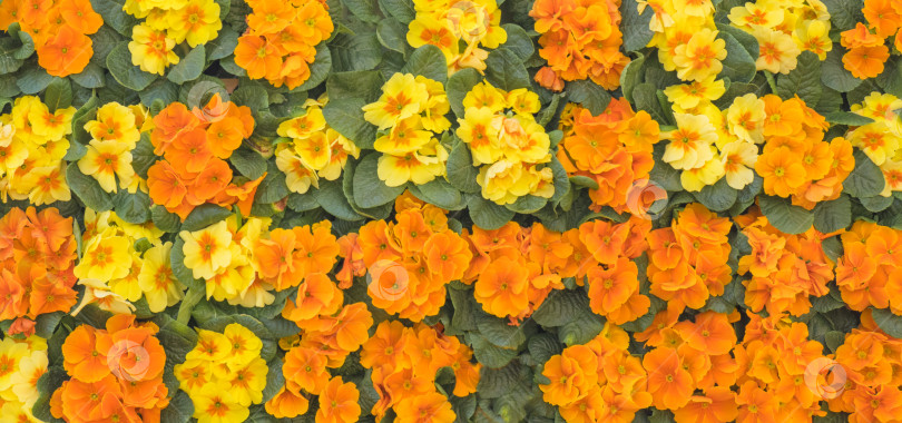 Скачать Весенние цветы. Цветущая примула или цветки первоцвета в саду. Фон из разноцветных цветов. фотосток Ozero
