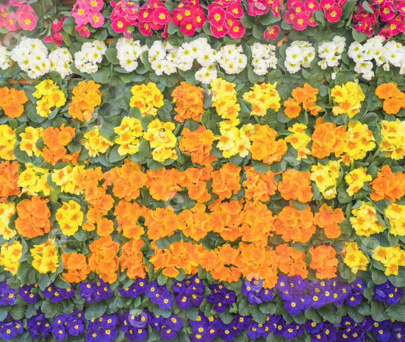 Скачать Весенние цветы. Цветущая фиолетовая, желтая примула или цветки первоцвета в саду. Фон из разноцветных цветов. фотосток Ozero