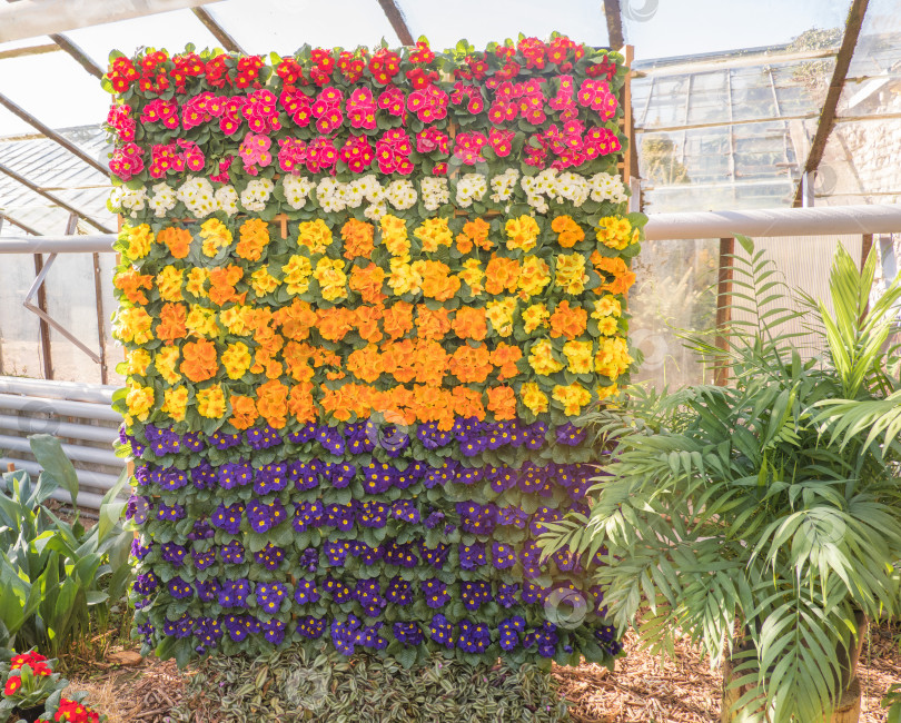Скачать Весенние цветы. Композиция из цветущей разноцветной примулы или первоцветов в саду фотосток Ozero
