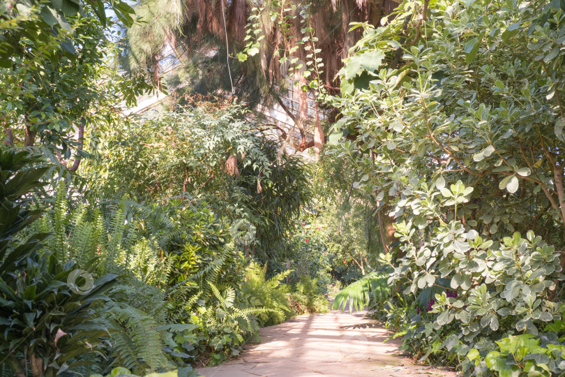 Скачать В лучах солнца внутри большого зеленого дома с тропическими экзотическими растениями фотосток Ozero