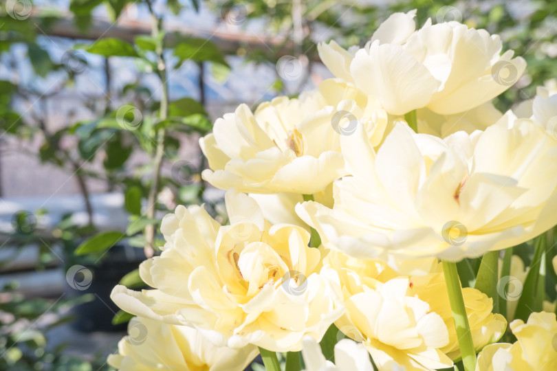 Скачать Весенние желтые красивые тюльпаны в теплице. фотосток Ozero