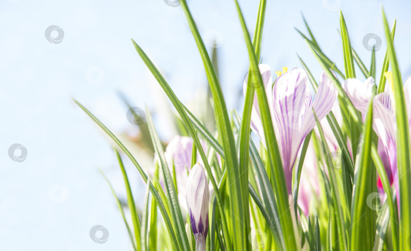 Скачать Весенние цветы крокусы в лучах солнца на голубом фоне фотосток Ozero