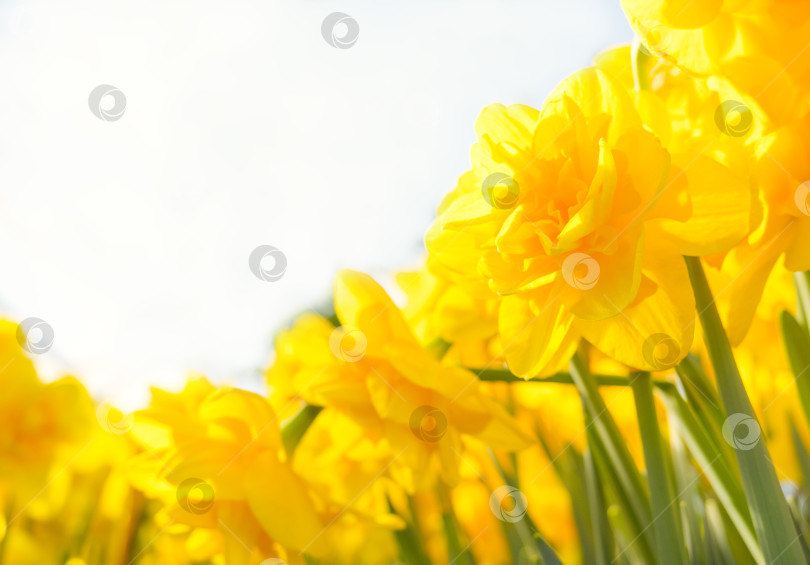 Скачать желтые нарциссы, первые весенние цветы на белом фоне в лучах солнца фотосток Ozero