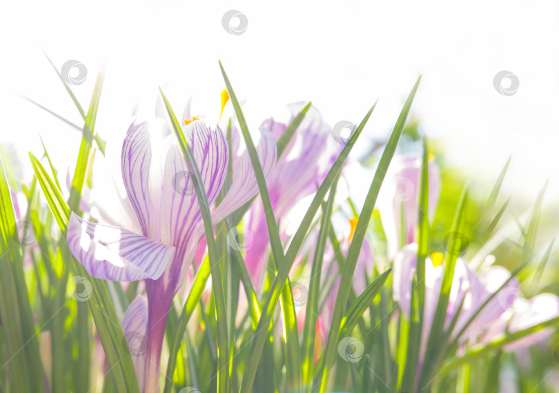 Скачать Весенние цветы крокусы в лучах солнца на белом фоне фотосток Ozero