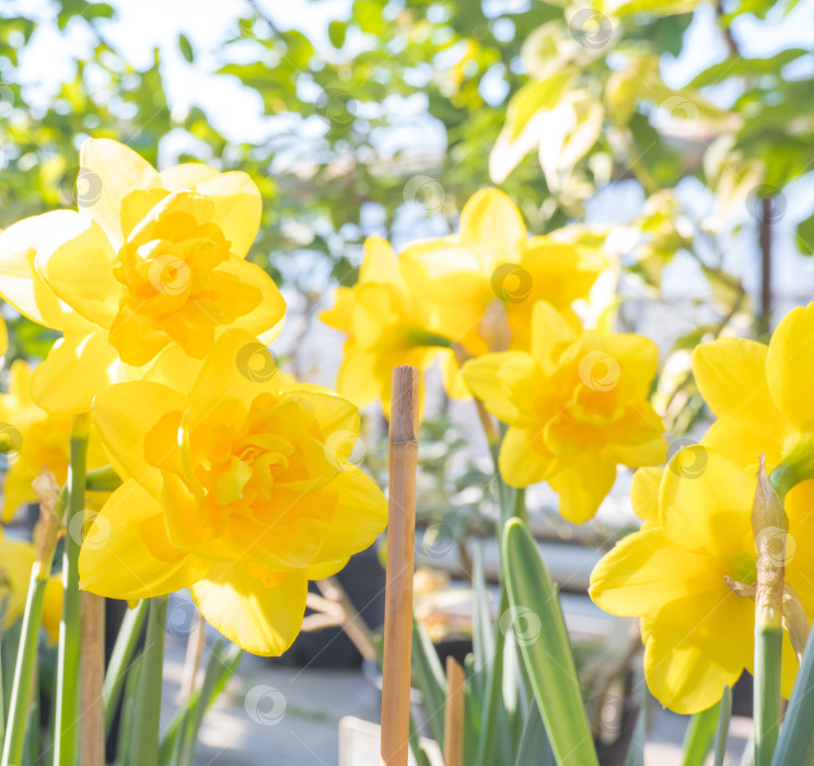 Скачать желтые нарциссы - первые весенние цветы, выращиваемые в теплице фотосток Ozero