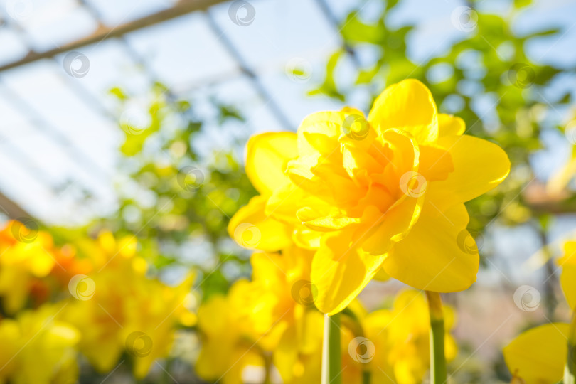 Скачать желтые нарциссы, первые весенние цветы, выращиваются в теплице фотосток Ozero
