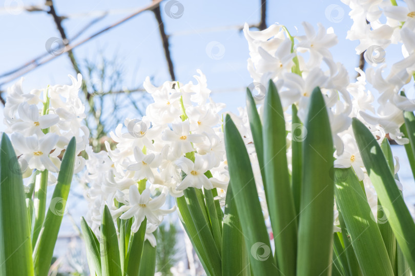 Скачать Первые весенние гиацинты на солнце, традиционные пасхальные цветы. выборочный фокус. фотосток Ozero