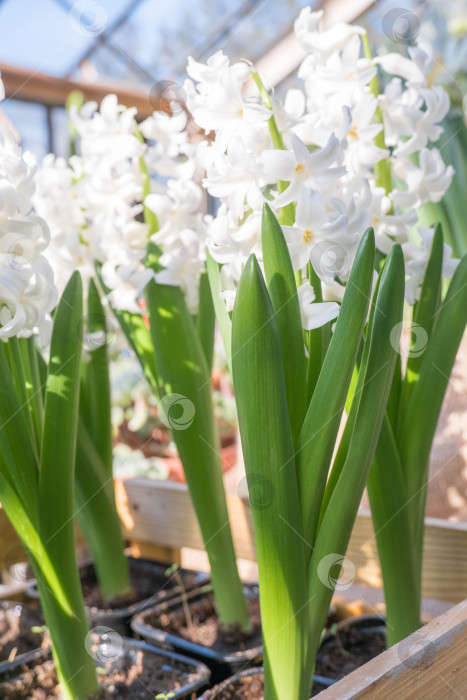 Скачать Первые весенние гиацинты на солнце, традиционные пасхальные цветы. выборочный фокус. фотосток Ozero