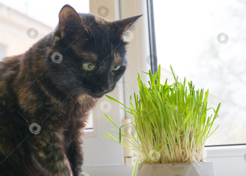 Скачать Домашняя кошка ест свежую траву возле окна крупным планом. фотосток Ozero