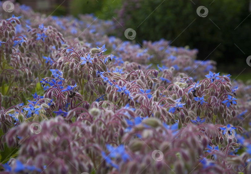 Скачать Огуречник или звездчатый цветок (Borago officinalis) в травяном саду Спасо-Ефимиева монастыря в Суздале, Россия. фотосток Ozero