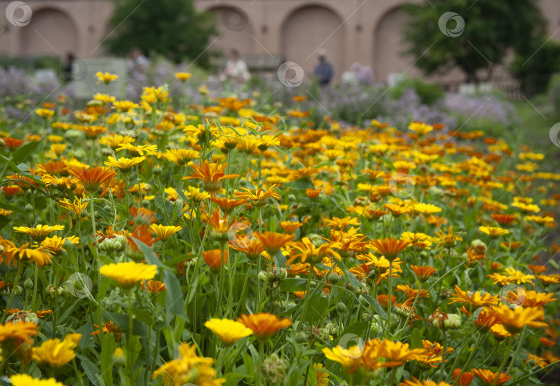 Скачать Цветы календулы лекарственной (Calendula officinalis) в травяном саду Спасо-Ефимиева монастыря в Суздале, Россия. фотосток Ozero