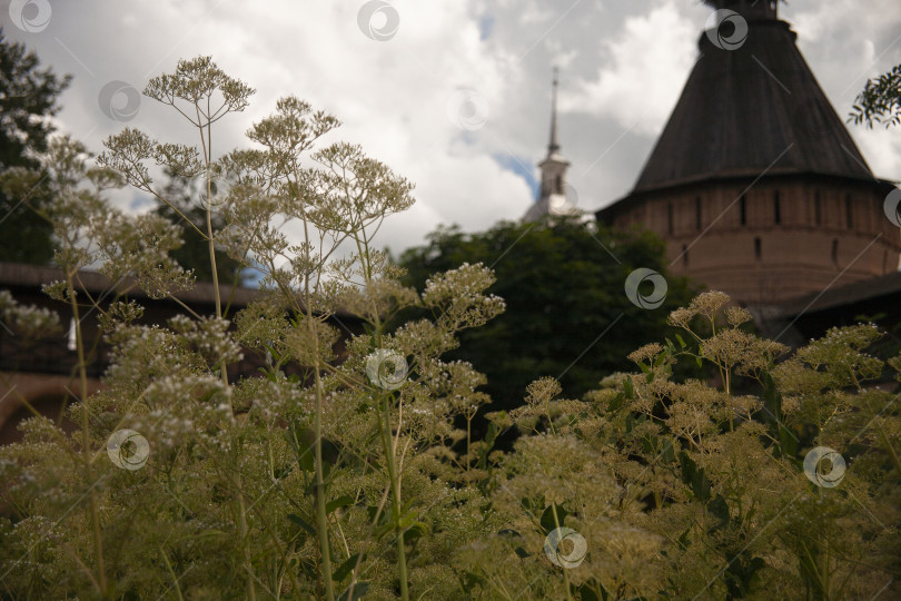 Скачать Цветы валерианы лекарственной (Valerian officinalis) в травяном саду Спасо-Ефимиева монастыря в Суздале, Россия. фотосток Ozero