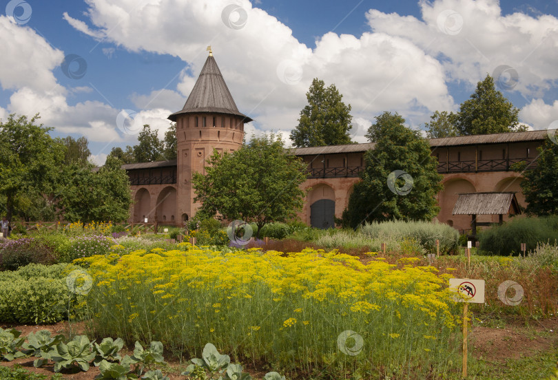 Скачать Укроп (Anethum graveolens) цветет в травяном саду Спасо-Ефимиева монастыря в Суздале, Россия. фотосток Ozero