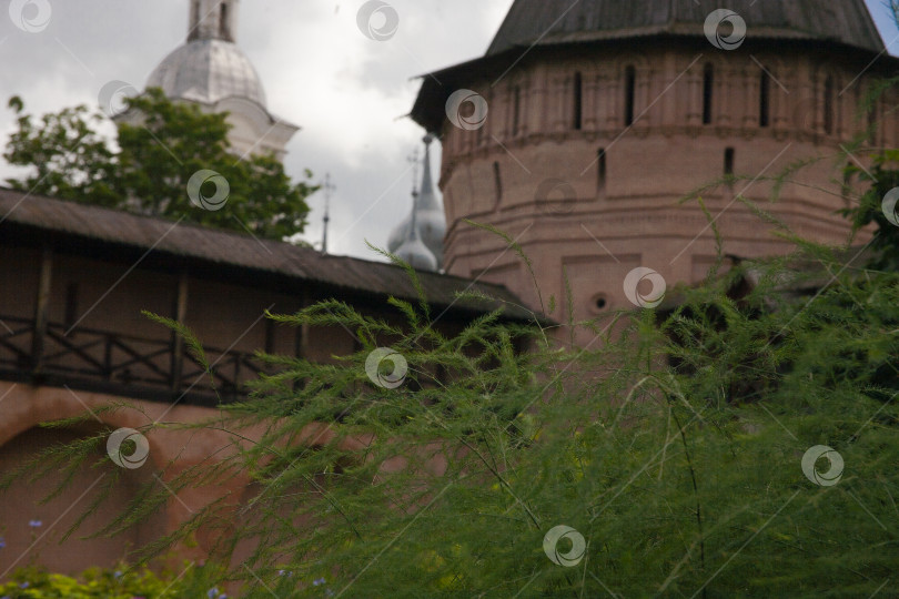 Скачать Растения спаржи в травяном саду Спасо-Ефимиева монастыря в Суздале, Россия. фотосток Ozero