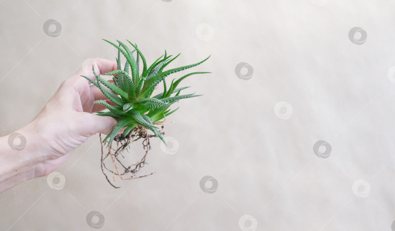 Скачать Сочная хавортия полосатая Haworthia fasciata в женской руке, корень хавортии на бумажном фоне. фотосток Ozero