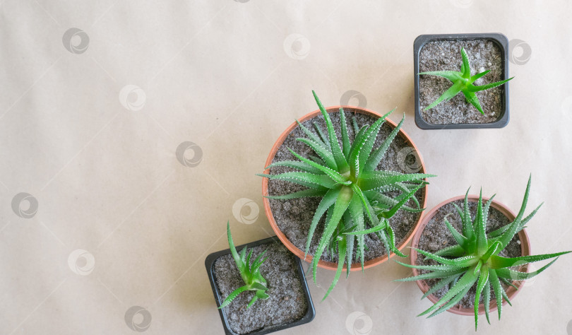 Скачать Хавортия полосатая Haworthia fasciata в коричневых горшках фотосток Ozero