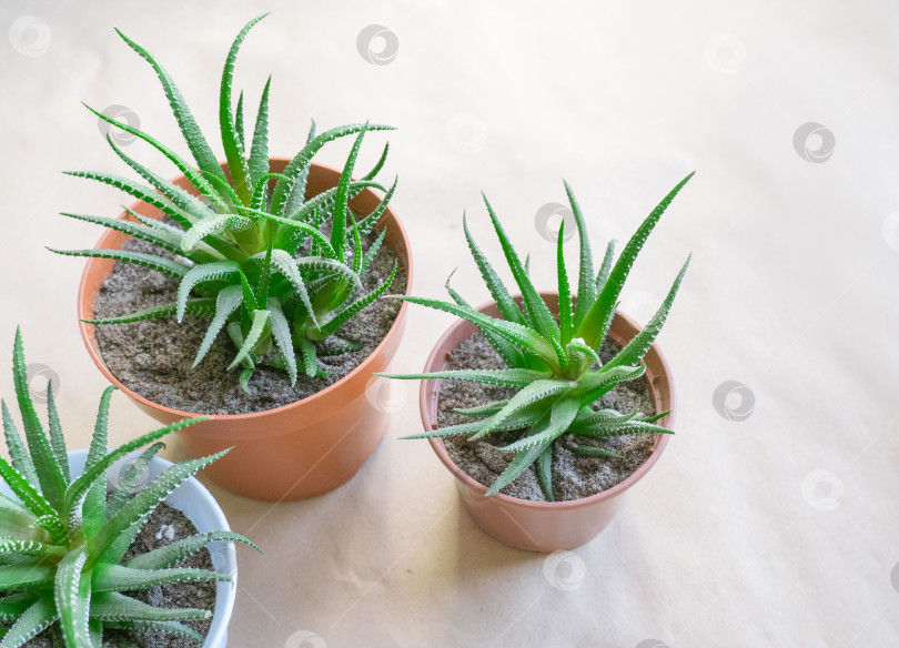 Скачать Хавортия полосатая Haworthia fasciata в коричневых горшках фотосток Ozero