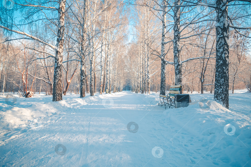 Скачать Заснеженная аллея в парке зимой фотосток Ozero