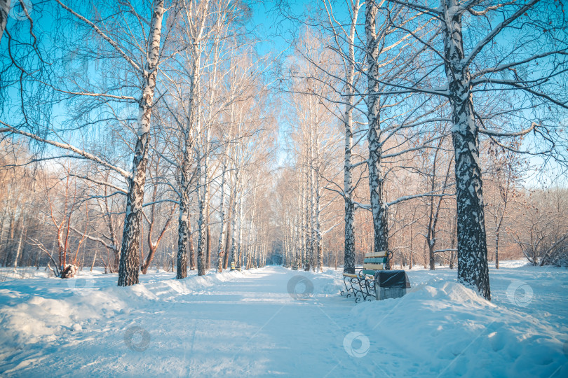Скачать Заснеженная аллея в парке зимой фотосток Ozero