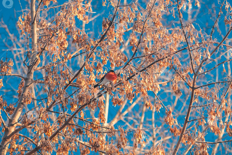 Скачать Яркий снегирь с красной грудкой сидит зимой на дереве фотосток Ozero
