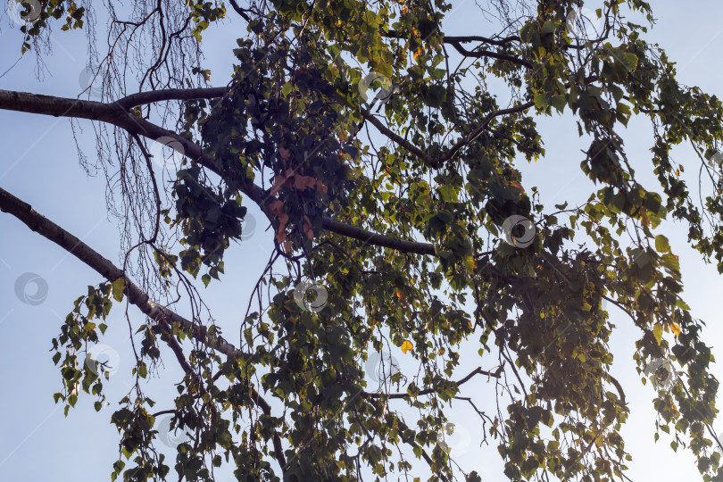 Скачать Ветви деревьев на фоне голубого неба крупным планом фотосток Ozero