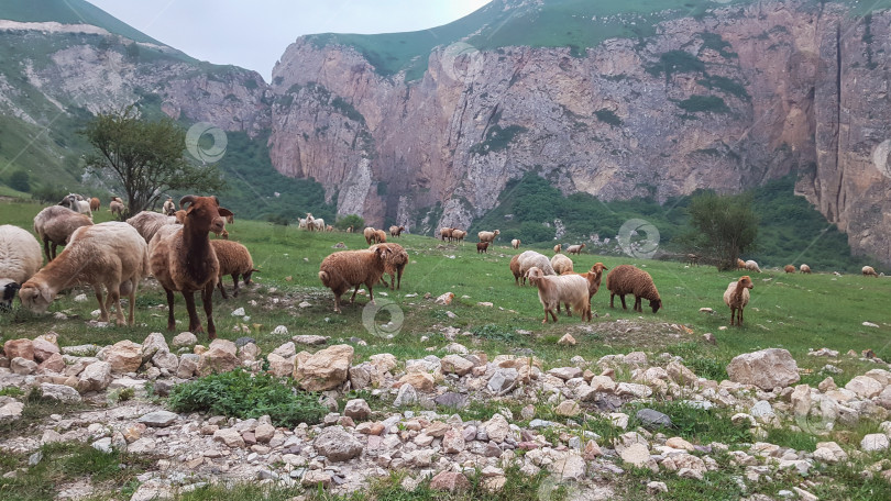 Скачать Барашки и козы пасутся в горах. Губинский район, Азербайджан фотосток Ozero
