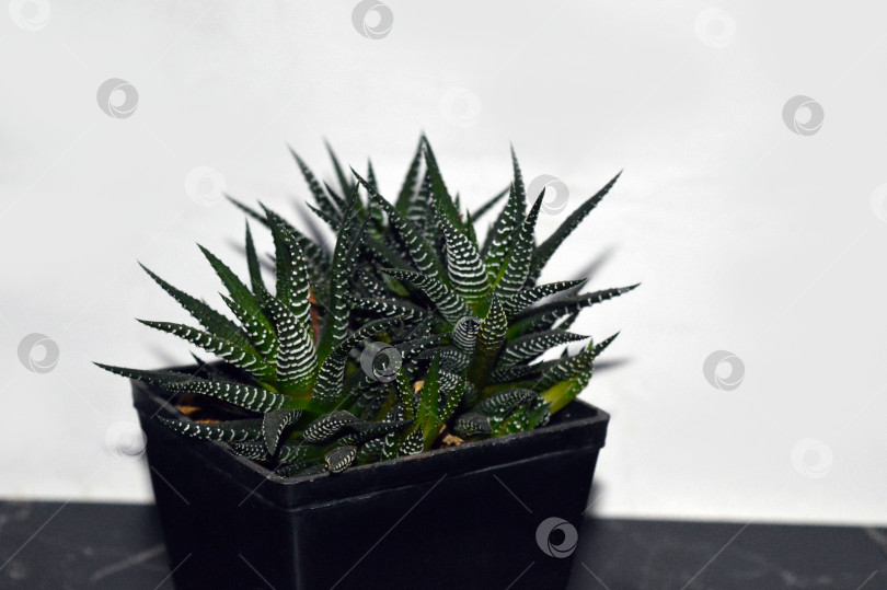 Скачать Комнатное растение Алоэ полосатое (Aloe striata) фотосток Ozero