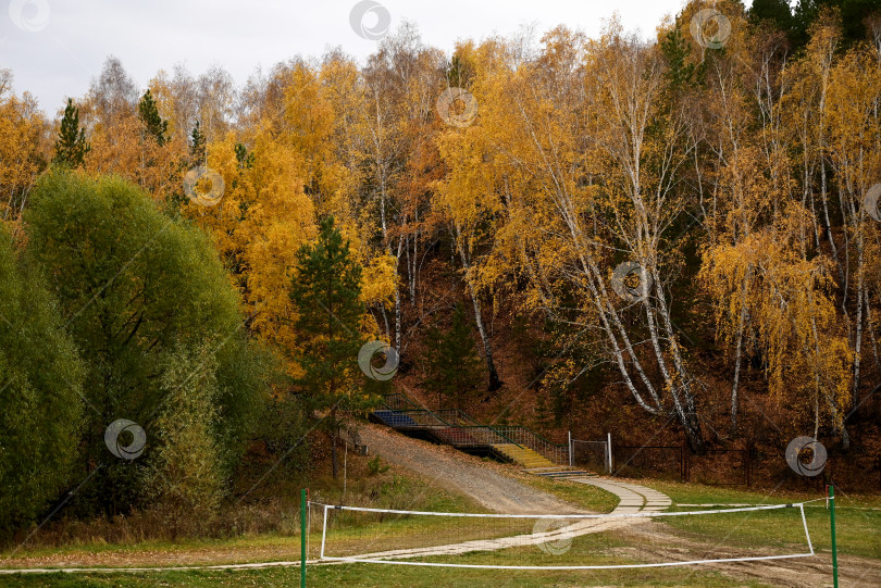 Скачать дорога в осенний лес, осенние листья крупным планом фотосток Ozero