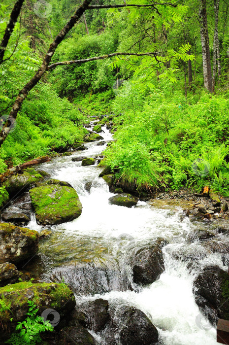 Скачать бурный поток небольшого ручья, стекающего с гор по утрам в летнем лесу после дождя. фотосток Ozero
