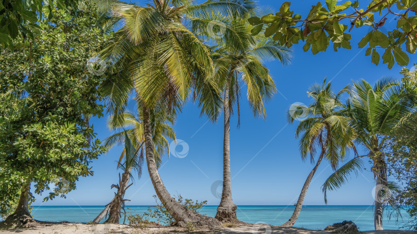Скачать На пляже растут пальмы с изящно изогнутыми стволами. фотосток Ozero