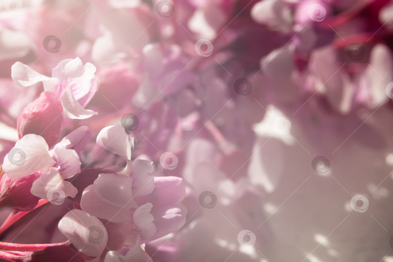 Скачать Нежно-розовый цветок, праздничный цветочный фон. Мягкий фокус и тонированный цвет. Размытое изображение, весенний фон фотосток Ozero
