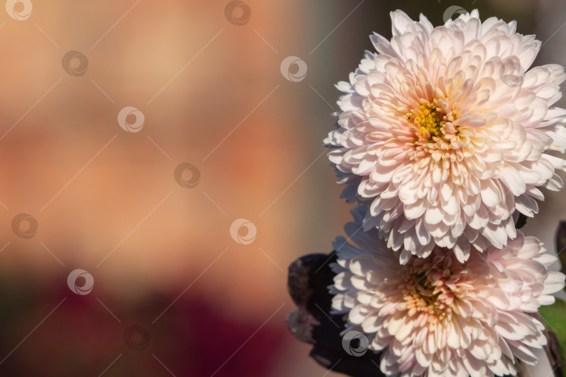 Скачать Розовые и белые хризантемы на темном естественном размытом фоне, выборочный фокус. Красивые цветы хризантемы крупным планом в саду. Цветущие хризантемы, винтажный цветочный фон фотосток Ozero