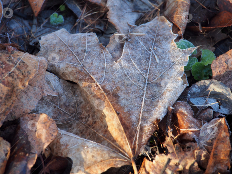 Скачать Опавшие осенние листья деревьев лежат на земле, покрытые инеем. фотосток Ozero